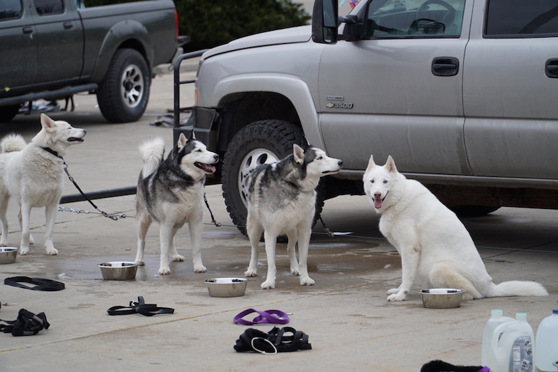 Dog Sled Demo at Kohl Children's Museum with Green Valley Dog Drivers